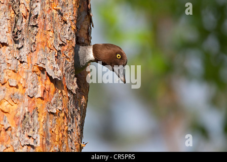 Comune (goldeneye Bucephala clangula), femmina nel foro di nesting, Finlandia, Europa Foto Stock