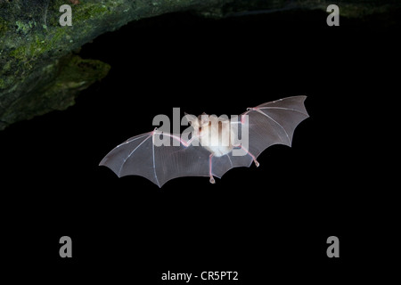 Mehely ferro di cavallo della bat (Rhinolophus mehelyi) in volo, l'isola di Sardegna, Italia, Europa Foto Stock
