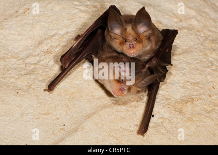Mehely ferro di cavallo della bat (Rhinolophus mehelyi) in una grotta, l'isola di Sardegna, Italia, Europa Foto Stock