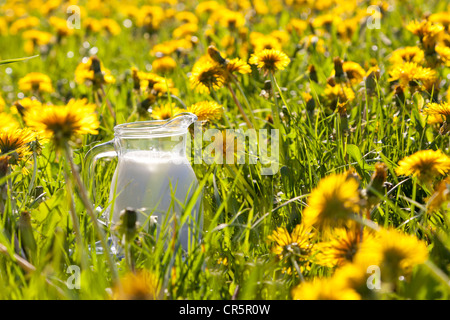 Ancora vita brocca del latte su un lussureggiante prato con la fioritura di tarassaco, in Sassonia, Germania, Europa Foto Stock