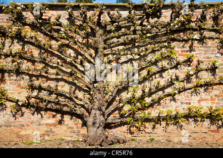 Louise Bonne de Jersey Pear Tree (spalliera) in primavera presso il castello di Ripley, North Yorkshire. Foto Stock