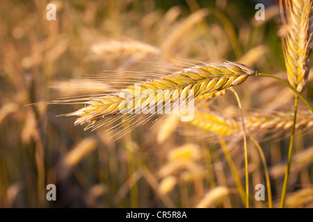 Spighe di grano, segale (Secale cereale), campo di mais prima della scadenza Foto Stock