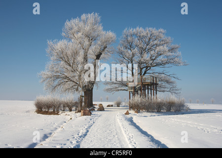 Pappel Babisnauer, landmark Poplar Tree, pioppo nero (Populus nigra), monumento naturale vicino Babisnau, Germania, Europa Foto Stock