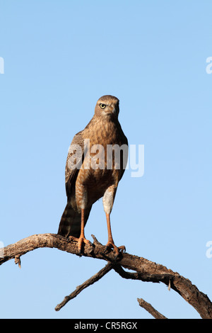 Il salmodiare pallido astore capretti appollaiato Foto Stock