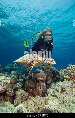 Sub femmina ammirando una tartarughe marine o (Caretta caretta caretta) immersioni, nord maschio, Maldive, Oceano indiano Foto Stock