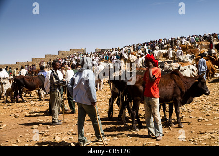 Mercato del Bestiame, Aksum, Etiopia, Africa Foto Stock