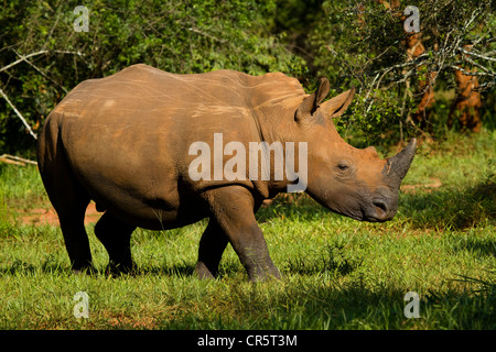 Nord del rinoceronte bianco (Ceratotherium simum cottoni), Ziwa Rhino Sanctuary, Nord Uganda, Africa Foto Stock