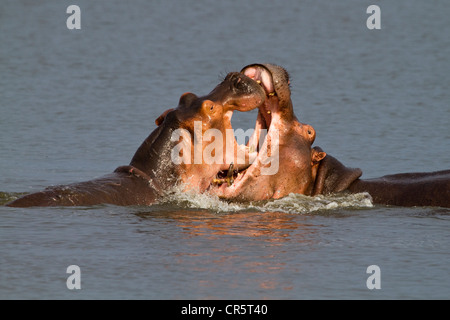 Ippopotamo (Hippopotamus amphibius), due scontri, Murchison Falls National Park, Nord Uganda, Africa Foto Stock