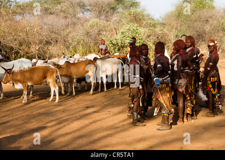 Bull-jumping cerimonia, Hamer persone, vicino a Turmi, bassa valle dell'Omo, sud Etiopia, Africa Foto Stock