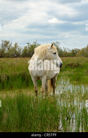 Cavalli Camargue in una zona umida, Camargue, Francia, Europa Foto Stock