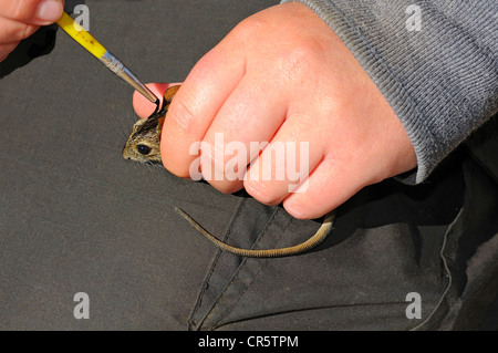 Uno zoologo segnando un wild quattro strisce di erba o di un mouse a quattro strisce di erba (Ratto Rhabdomys pumilio) con tinture per capelli per la ricerca Foto Stock