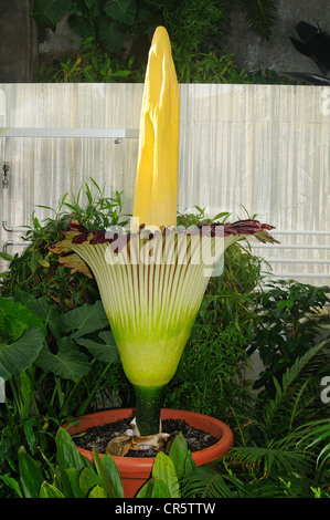 Fiore di titan arum (Amorphophallus titanum), il più grande del mondo di fiore, giardino botanico dell'Università di , Svizzera Foto Stock