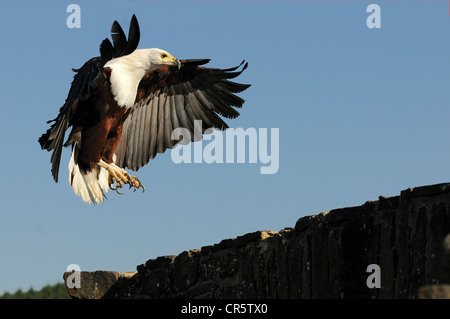 Aquila calva (Haliaeetus leucocephalus) avvicinamento alla terra Foto Stock
