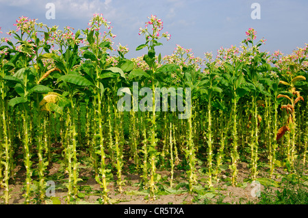 Campo con parzialmente raccolte tabacco (Nicotiana tabacum) piante, del Cantone di Zurigo, Svizzera, Europa Foto Stock