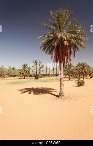 Data di alberi (Phoenix) in un oasi vicino a Ksar Ghilane, Sahara, Tunisia, regione del Maghreb, Africa Settentrionale, Africa Foto Stock