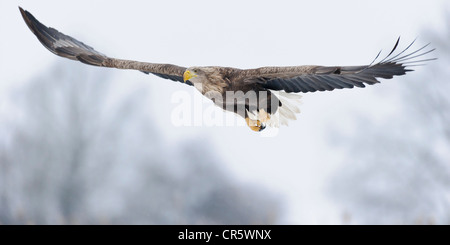 White-tailed eagle (Haliaeetus albicilla), feldberger seenlandschaft, mecklenburg-vorpommern, Germania Foto Stock