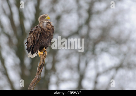 White-tailed eagle (Haliaeetus albicilla), feldberger seenlandschaft, mecklenburg-vorpommern, Germania Foto Stock