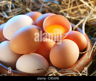 Le uova di gallina in paglia. Un uovo è rotto. Foto Stock