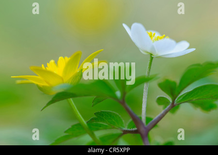 Legno (anemone Anemone nemorosa ,), Germania Foto Stock