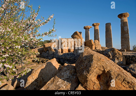 L'Italia, sicilia, Agrigento, sito archeologico Patrimonio Mondiale dell'UNESCO, la Valle dei Templi, Hercules (Eracle) Tempio Foto Stock