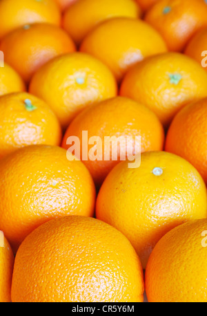 Righe di arance Foto Stock