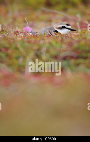 Fratino incubazione di uova (Charadrius alexandrinus) Foto Stock