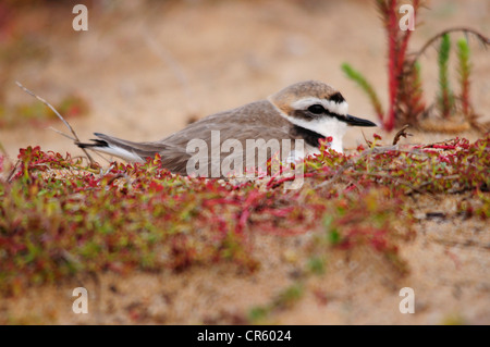 Fratino incubazione di uova (Charadrius alexandrinus) Foto Stock