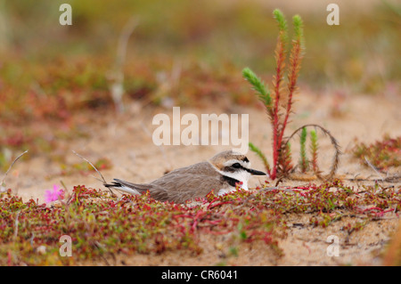 Fratino incubazione di uova (Charadrius alexandrinus) Foto Stock