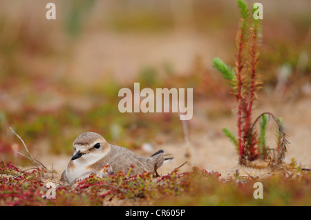 Fratino incubazione di uova (Charadrius alexandrinus) Foto Stock