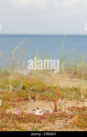 Fratino incubazione di uova (Charadrius alexandrinus) Foto Stock