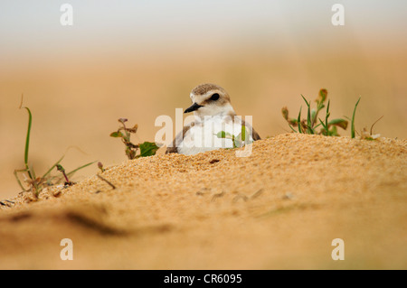 Fratino incubazione di uova (Charadrius alexandrinus) Foto Stock