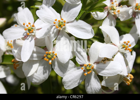 Mexican Orange Blossom Choisya ternata Foto Stock