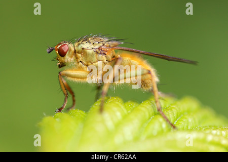 Sterco di giallo-fly Scatophaga stercoraria Foto Stock