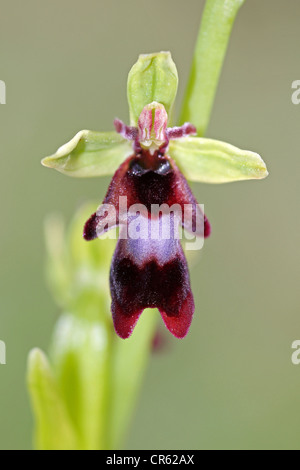 Fly Orchid Ophrys insectifera Foto Stock