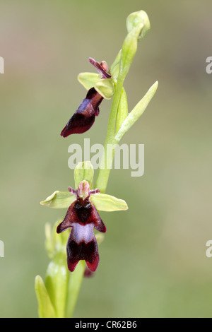 Fly Orchid Ophrys insectifera Foto Stock