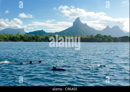 Maurizio Costa sudoccidentale, Black River District, Tamarin, subacquei tra i delfini nella baia di fronte alla Montagne du Foto Stock