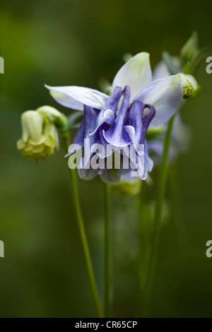 Close up di Aquilegia fiore, noto anche come nonna cofano con fuori fuoco sfondo preso in Bristol Foto Stock