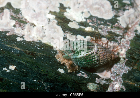 Compensate dog-Buccino (Hinia reticulata (= Nassarius reticulatus)) in un rockpool REGNO UNITO Foto Stock