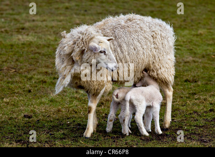 Pecora con il lattante agnelli, Mare del Nord, Nord Friesland, Germania, Europa Foto Stock