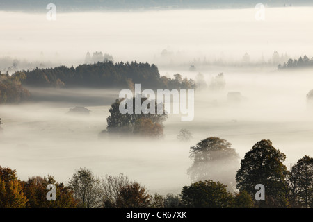 In Germania, in Baviera, Loisach Moor, vista di albero nella nebbia Foto Stock