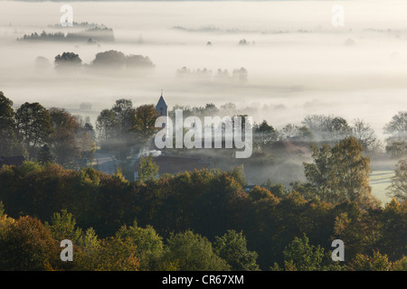 In Germania, in Baviera, Zell, vista di albero nella nebbia Foto Stock