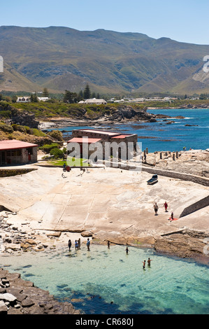 Sud Africa, Western Cape, Hermanus è un posto ideale per osservare balene australi Foto Stock