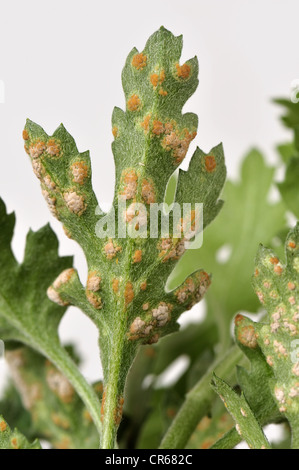 Ruggine bianca (" Puccinia horiana ") sul lato inferiore di un crisantemo leaf Foto Stock