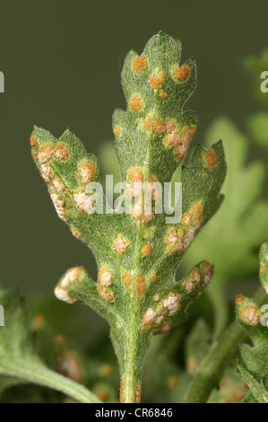 Ruggine bianca (" Puccinia horiana ") sul lato inferiore di un crisantemo leaf Foto Stock