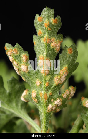 Ruggine bianca (" Puccinia horiana ") sul lato inferiore di un crisantemo leaf Foto Stock