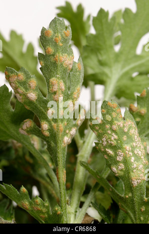 Ruggine bianca (" Puccinia horiana ") sul lato inferiore di un crisantemo leaf Foto Stock