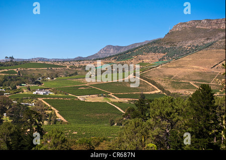 Sud Africa, Western Cape, Cape Peninsula, sobborgo di Cape Town, Groot Constantia, la vigna Foto Stock