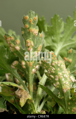 Ruggine bianca (" Puccinia horiana ") sul lato inferiore di un crisantemo leaf Foto Stock