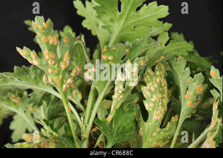 Ruggine bianca (" Puccinia horiana ") sul lato inferiore di un crisantemo leaf Foto Stock