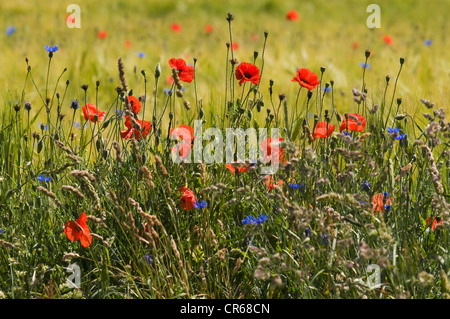 Bordo naturale di un campo con la fioritura delle erbe e fiori selvatici, papavero (Papaver rhoeas), Fiordaliso (Centaurea cyanus) Foto Stock